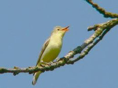 vogel zingt.jpg